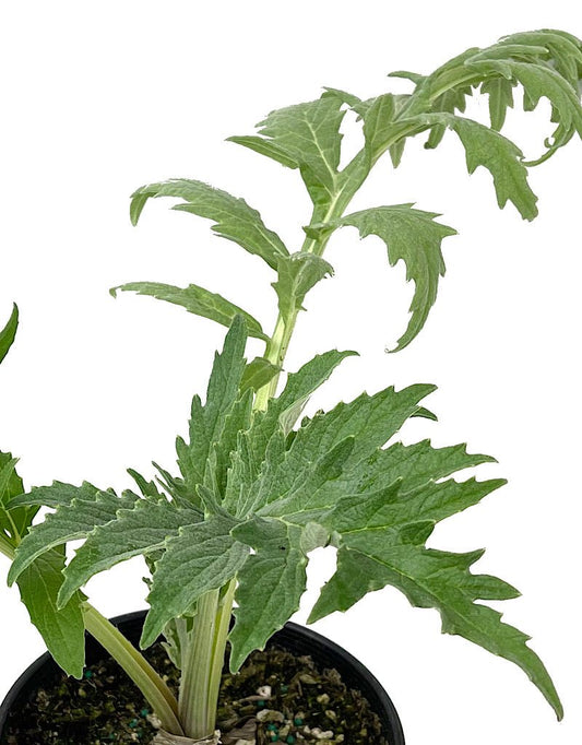 Artichoke 'Imperial Star' 1 Gallon - The Garden Corner