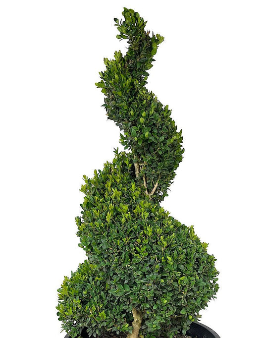 Buxus sempervirens Spiral Topiary - The Garden Corner