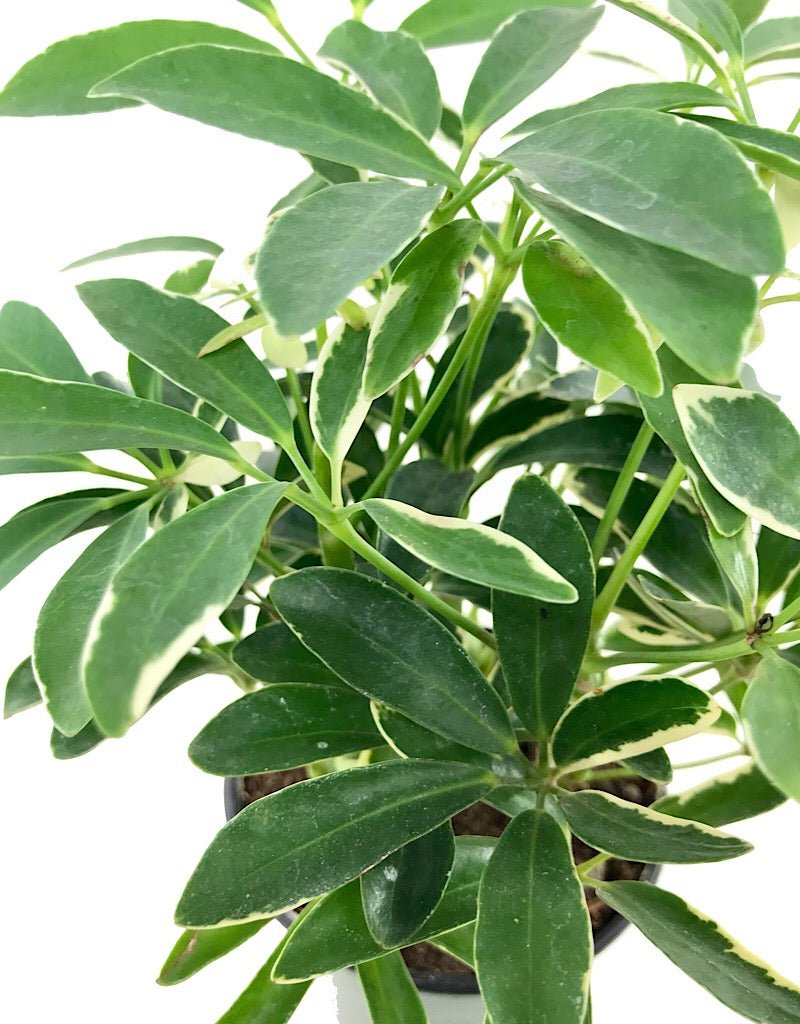 Schefflera arboricola 4 Inch - The Garden Corner
