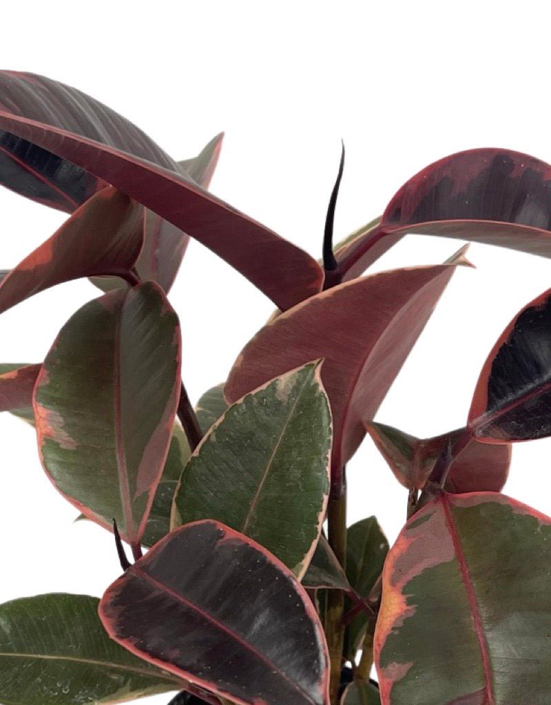 Ficus elastica 'Ruby' - The Garden Corner
