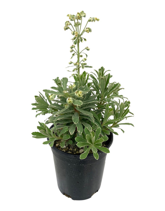 Euphorbia 'Glacier Blue' - The Garden Corner