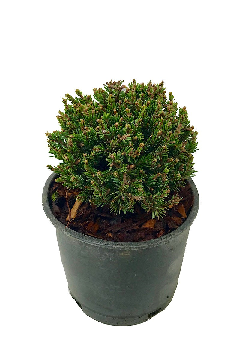 Picea glauca 'Blue Planet' 4 inch