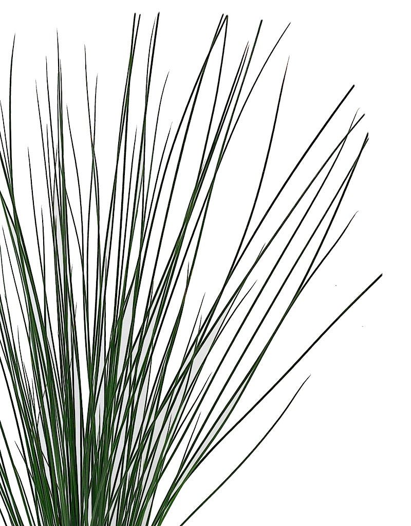 Juncus effusus 'Quartz Creek' 1 Gallon - The Garden Corner