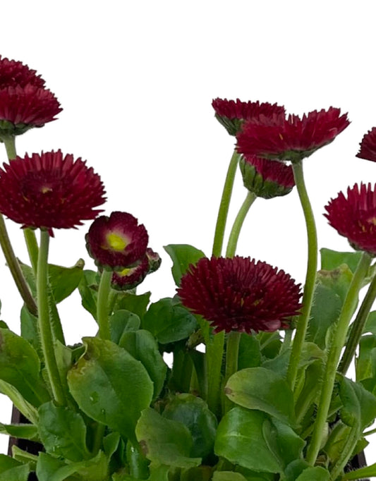 Bellis p. 'Pomponette Red' 4 Inch - The Garden Corner