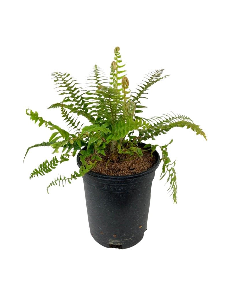 Polystichum munitum 'Western Sword Fern' - The Garden Corner