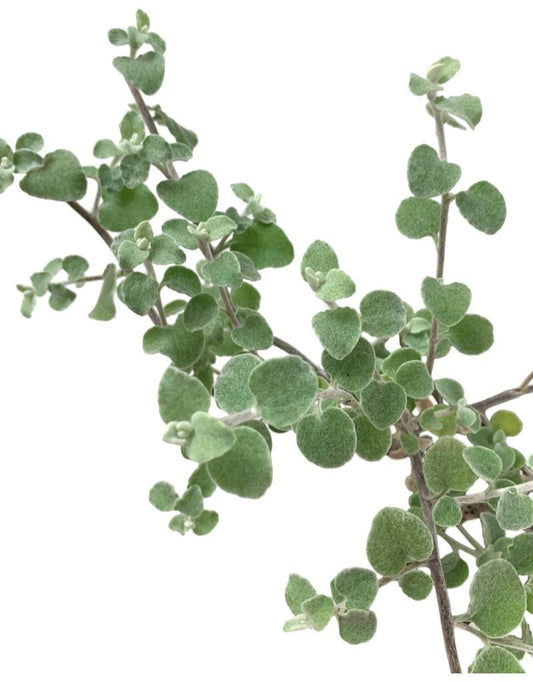 helichrysum petiolare 'Silver Licorice' - The Garden Corner