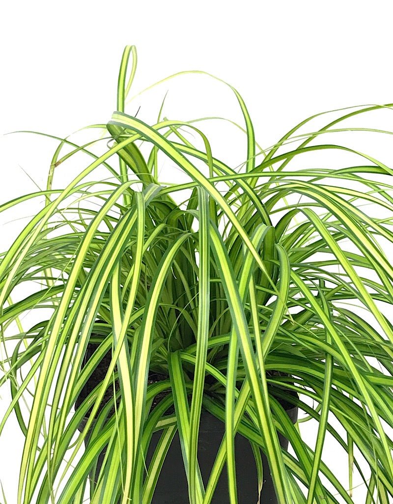 Carex oshimensis 'Evercolor® Eversheen' - Perennials