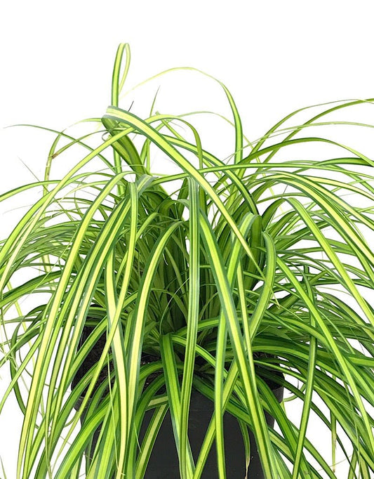 Carex oshimensis 'Evercolor® Eversheen' - The Garden Corner