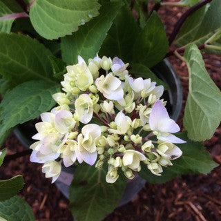Hydrangea macrophylla 'Monmar' 2 Gallon