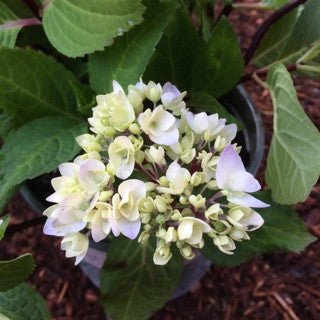 Hydrangea macrophylla 'Blue Enchantress' - The Garden Corner