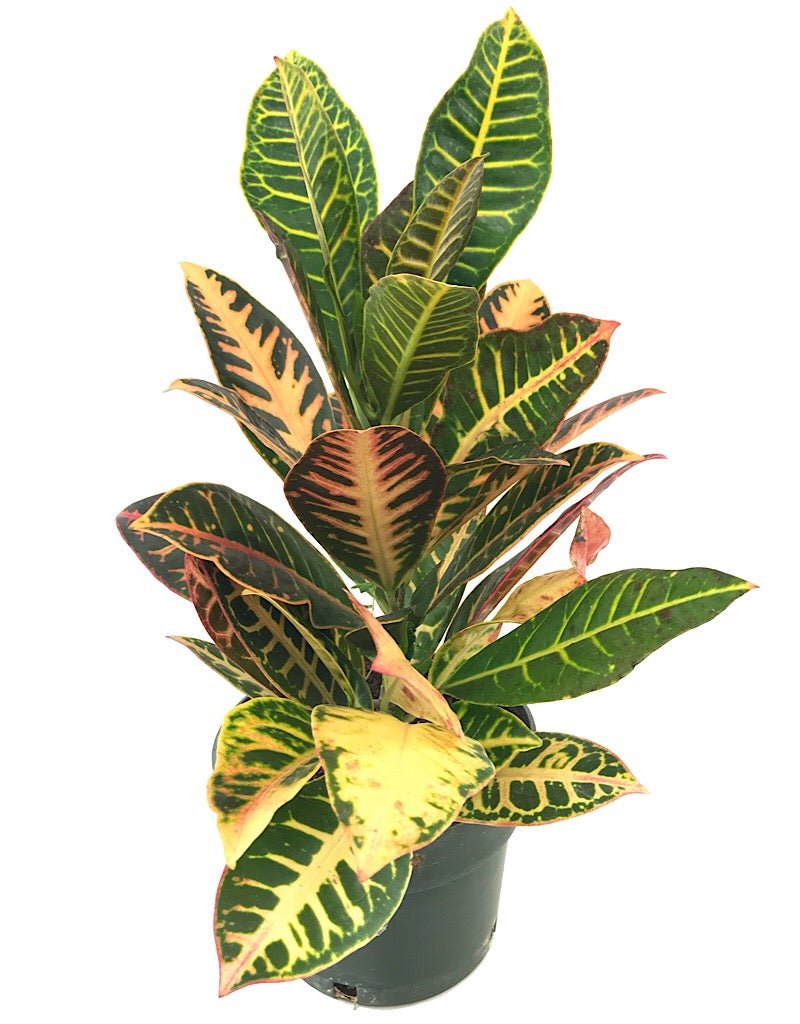 Codiaeum variegatum 'Petra' - House Plants