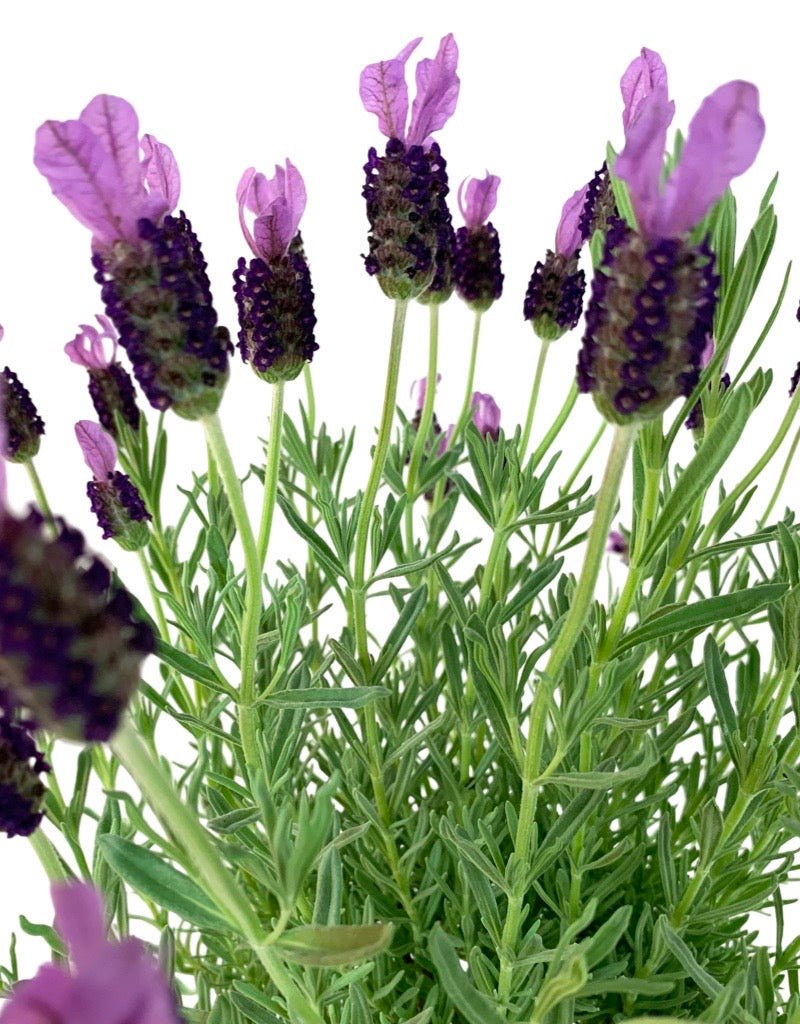Lavandula Tree 1 Gallon - The Garden Corner