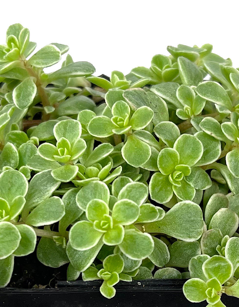 Sedum makinoi 'Variegata'