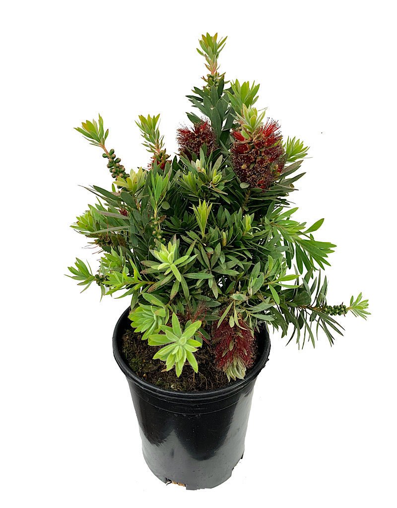 Callistemon 'Little John' - The Garden Corner