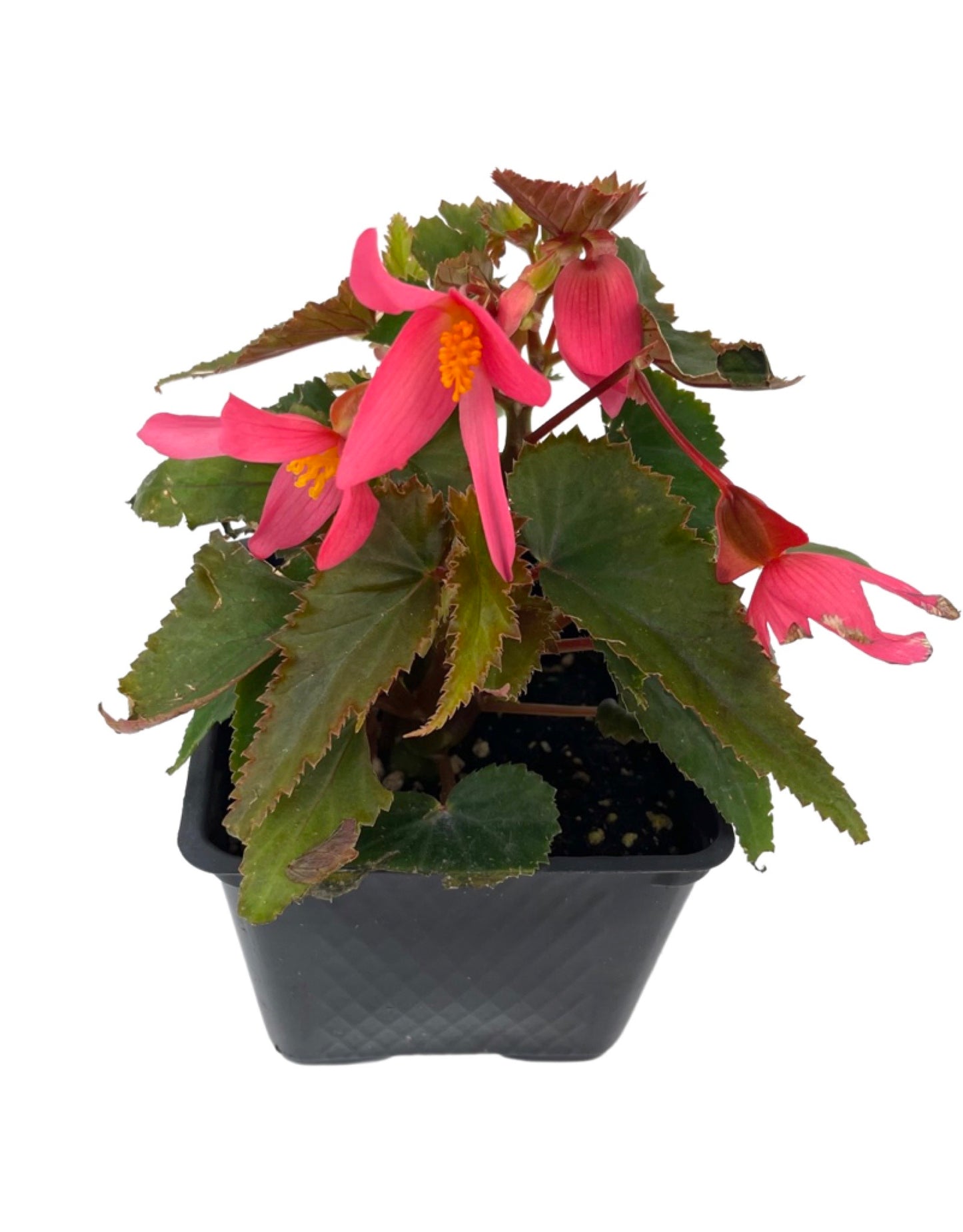 Begonia 'Mistral Pink'