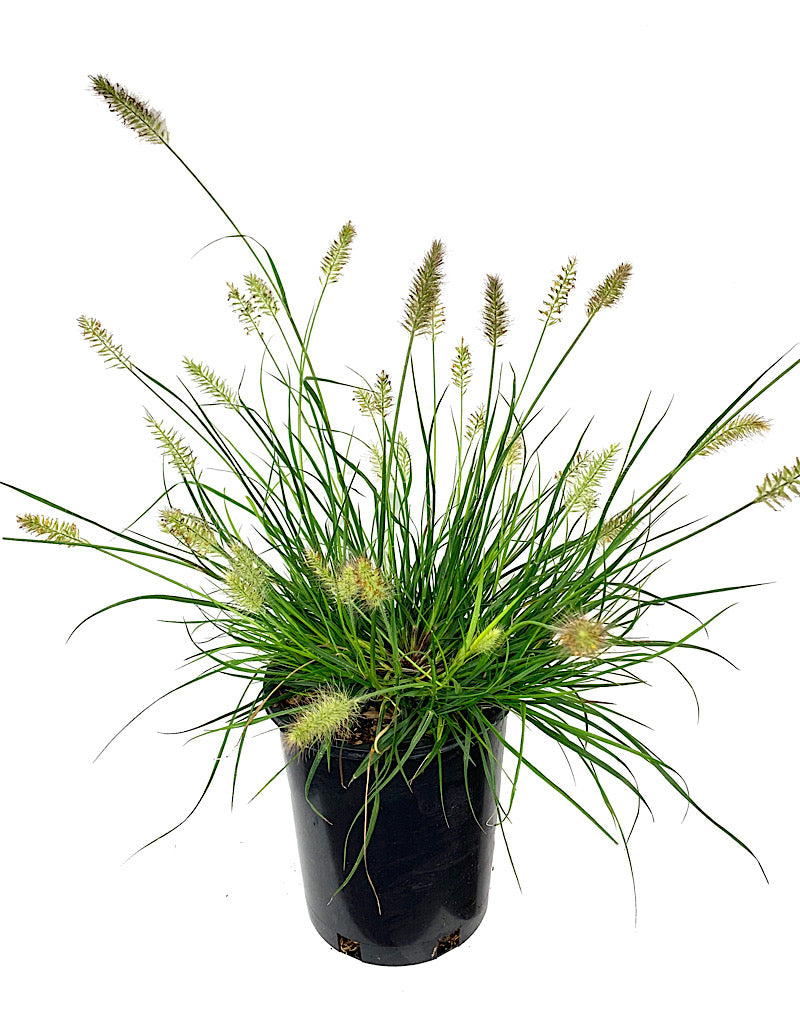 Pennisetum 'Little Bunny' 1 Gallon