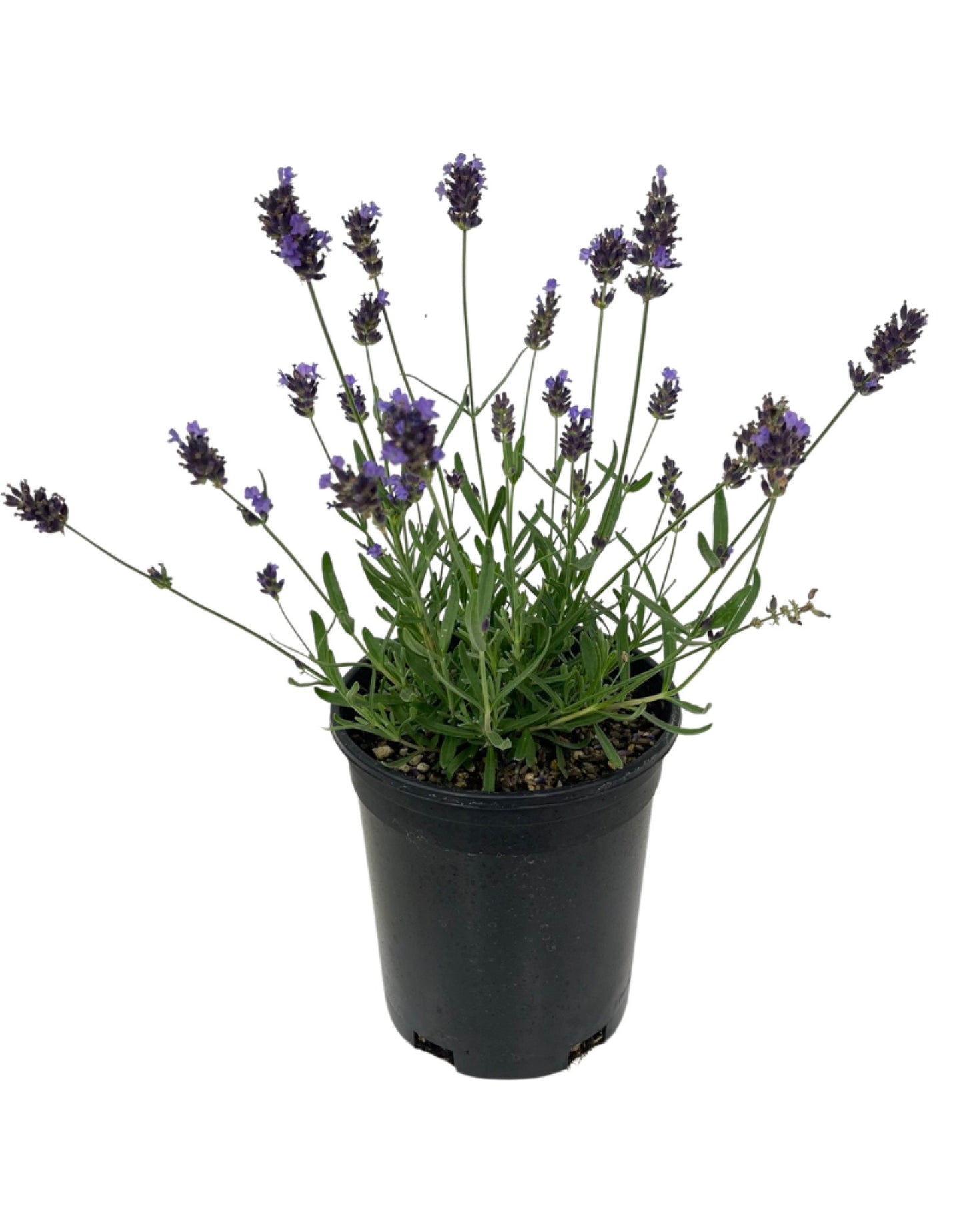 Lavandula 'SuperBlue'