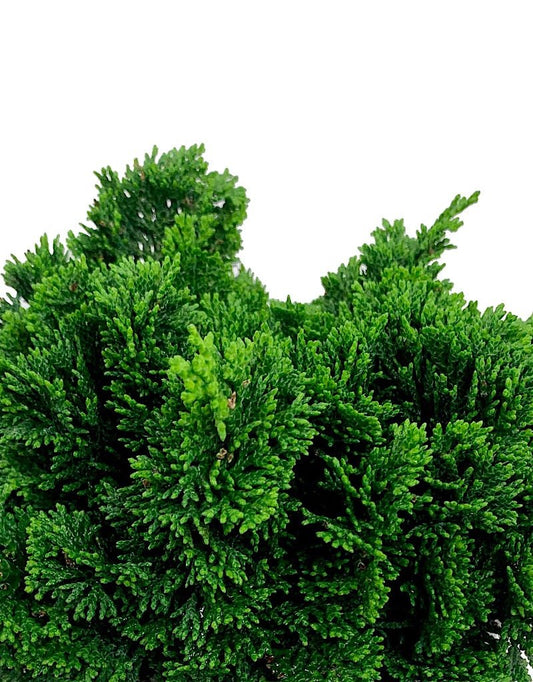 Chamaecyparis obtusa 'Hage' 1 Gal - The Garden Corner