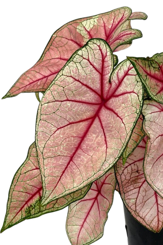 Caladium 'White Queen' 1 Gallon - The Garden Corner