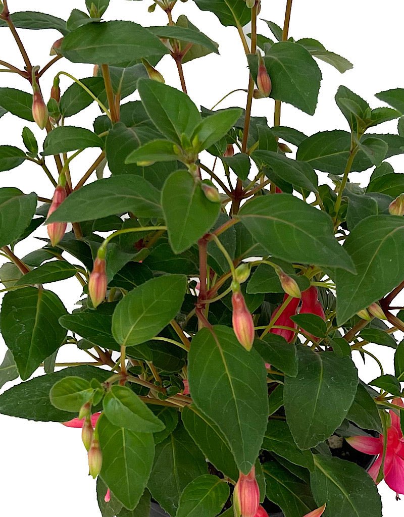 Fuchsia 'June Bride' - The Garden Corner