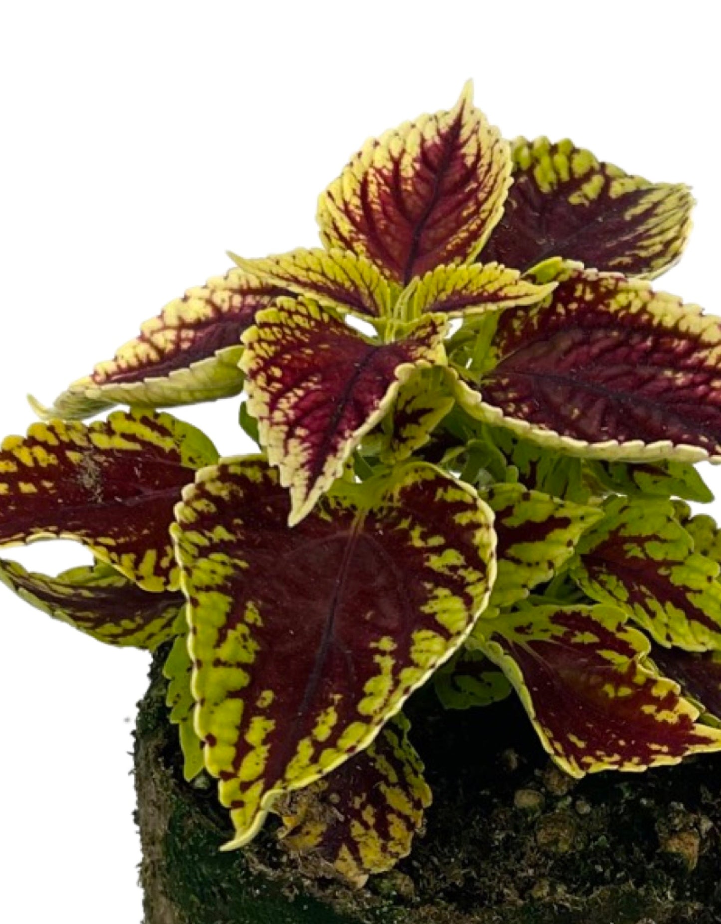 Coleus 'Coleosaurus'
