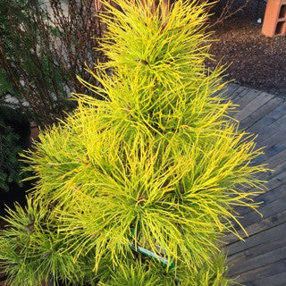 Pinus contorta 'Chief Joseph' 3 Gallon