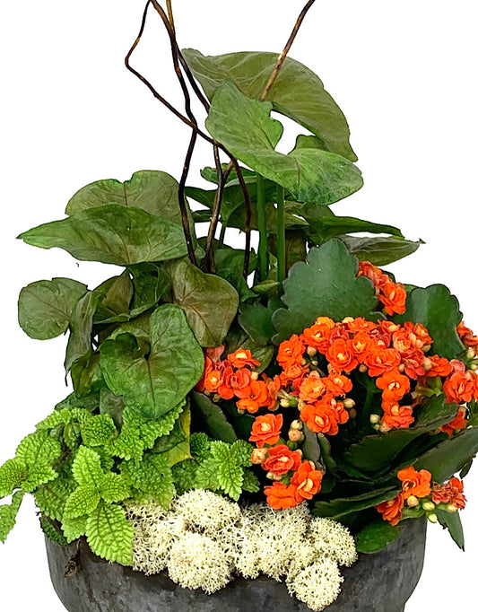 GC Exclusive 11 - Planters