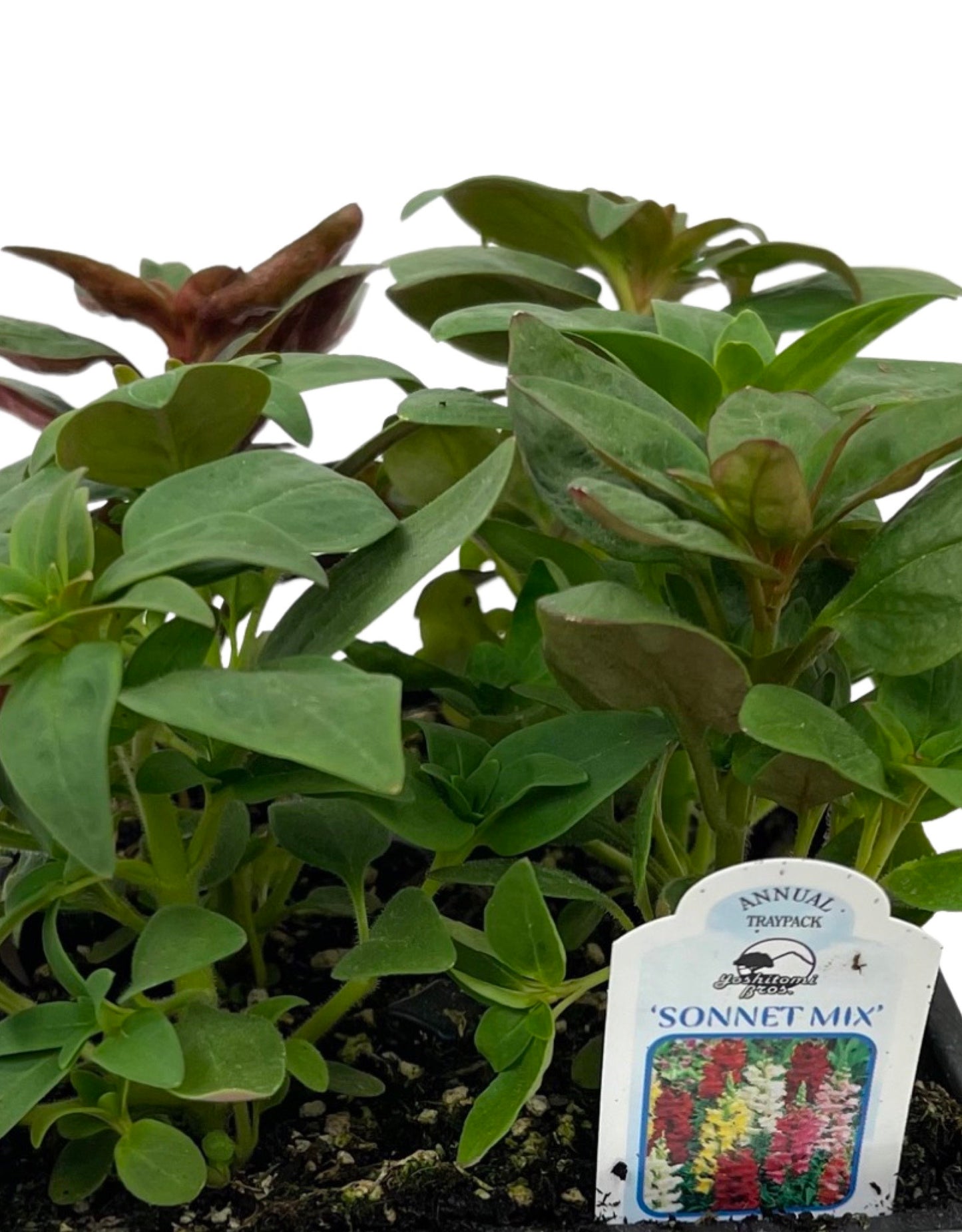 Snapdragon 'Sonnet Mix' Jumbo Traypack - The Garden Corner