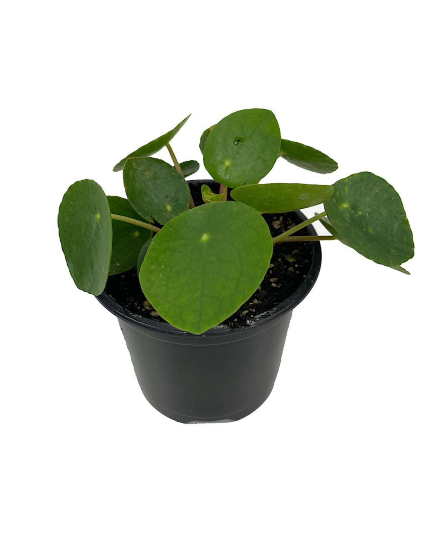 Pilea peperomioides