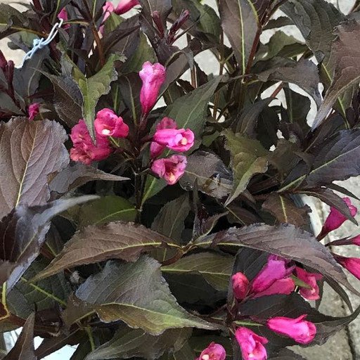 Weigela 'Spilled Wine' - 8 inch - The Garden Corner