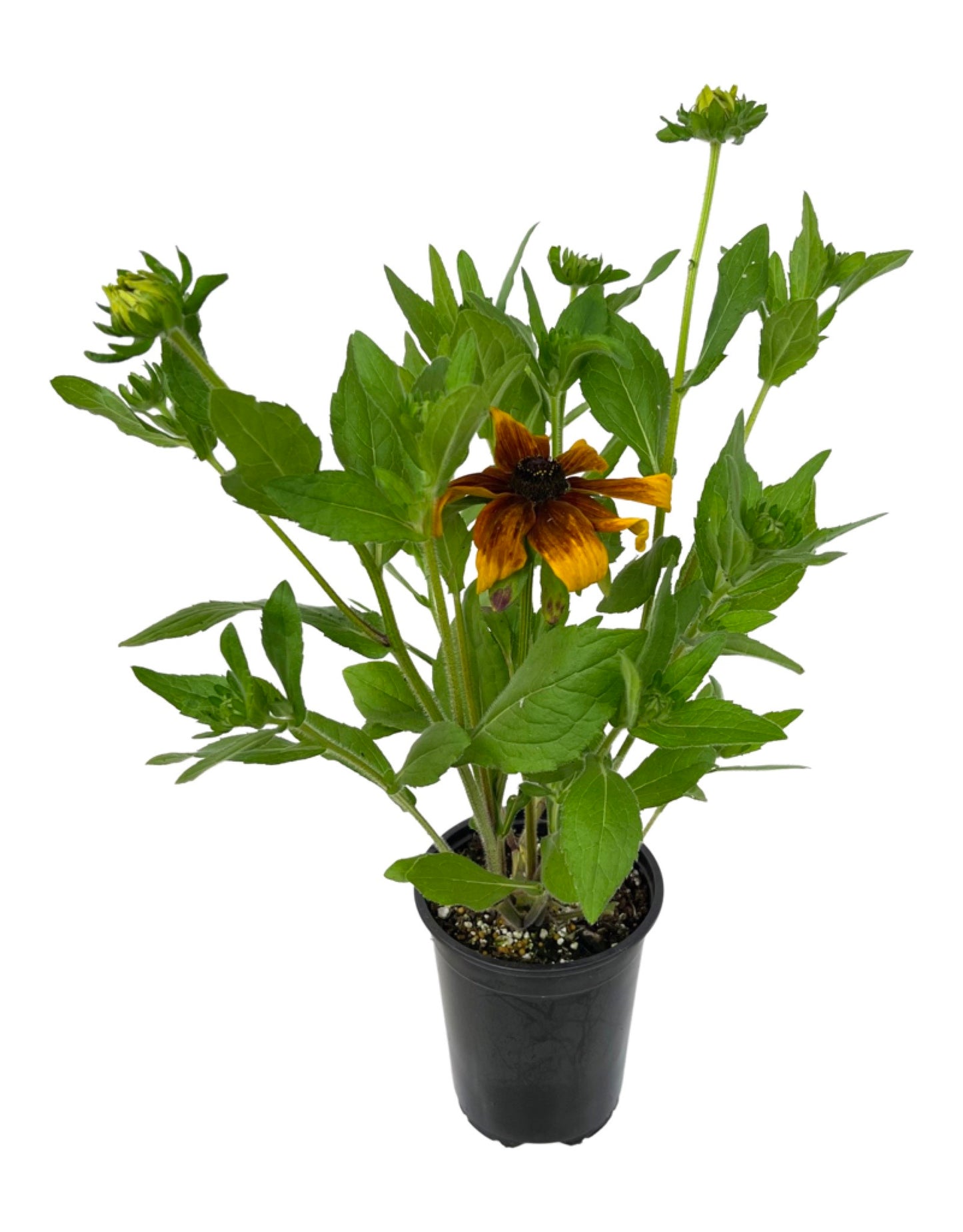 Rudbeckia 'Rising Sun Chestnut Gold' - Perennials