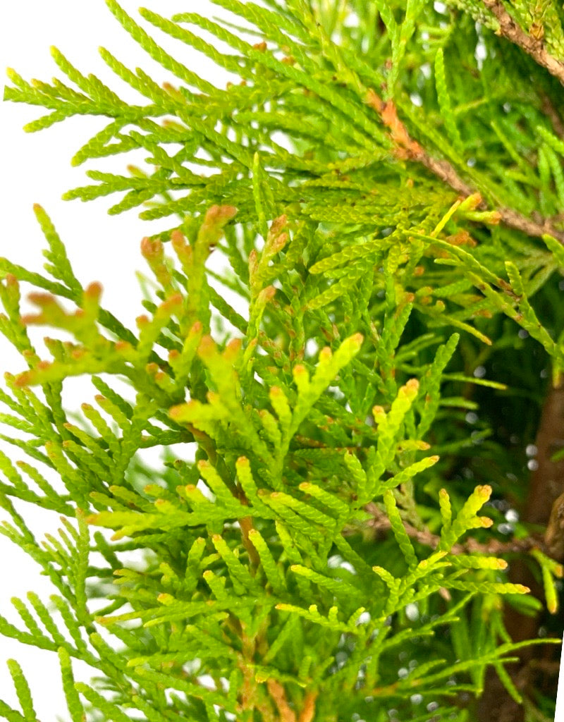 Thuja occidentalis 'Janed Gold' - Shrubs