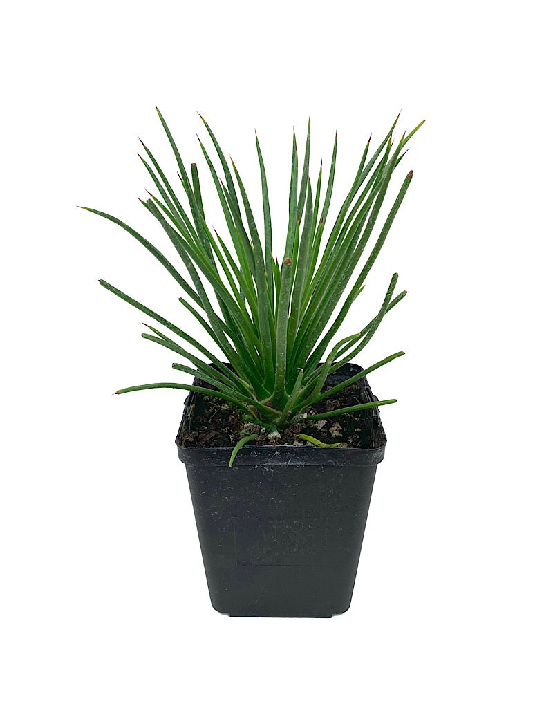 Agave geminiflora Quart