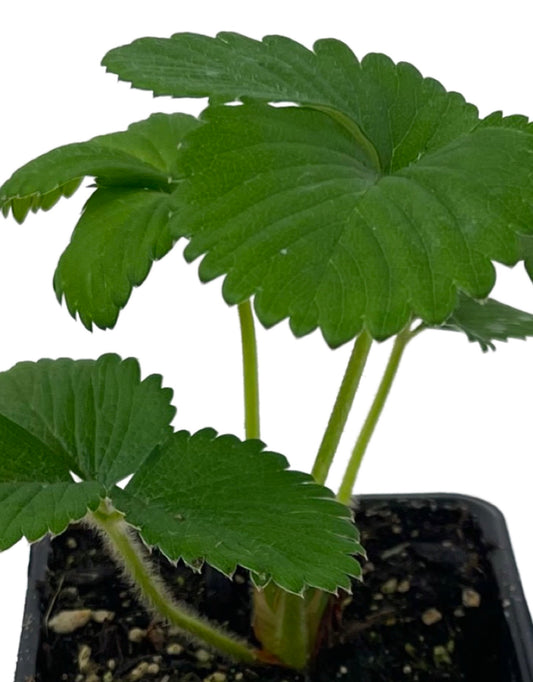 Strawberry 'Totem' 4 Inch - The Garden Corner