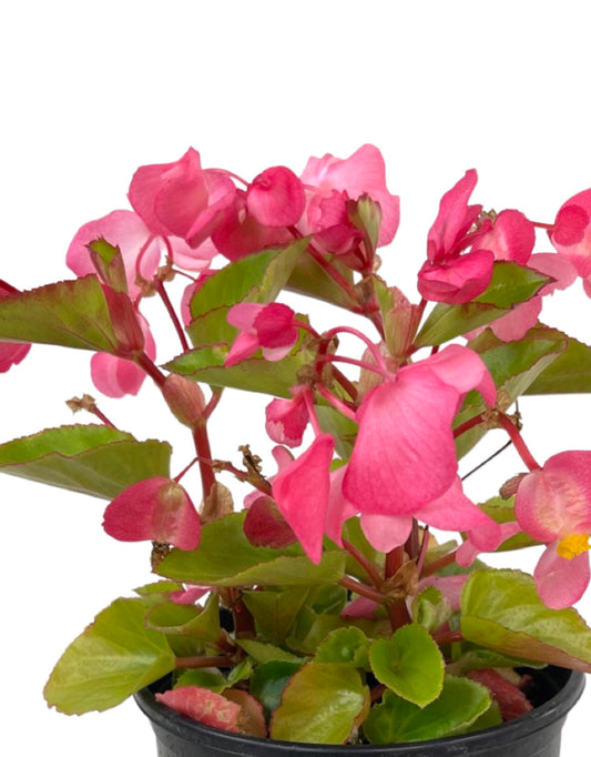 Begonia 'Big Pink Green Leaf' 1 Gallon - The Garden Corner