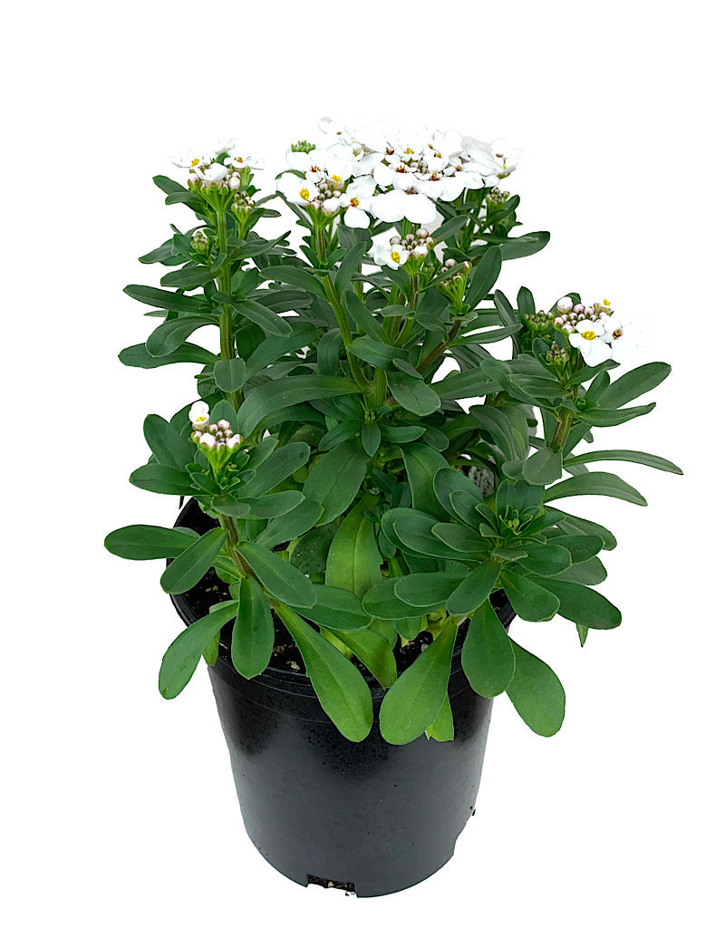 Iberis sempervirens 'Masterpiece'
