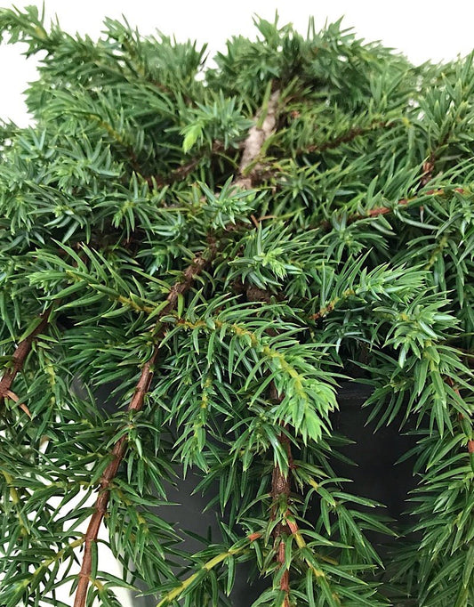 Juniperus communis 'Corielagen' - 1 gal - The Garden Corner