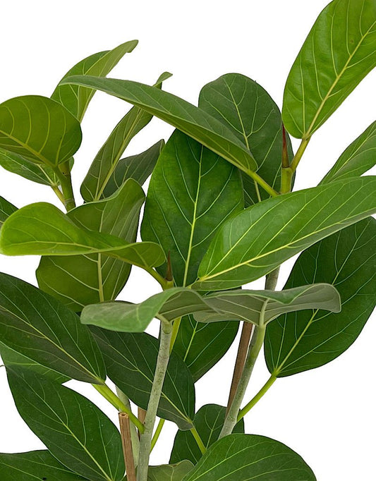 Ficus altissima 'Variegata' 6 Inch - The Garden Corner