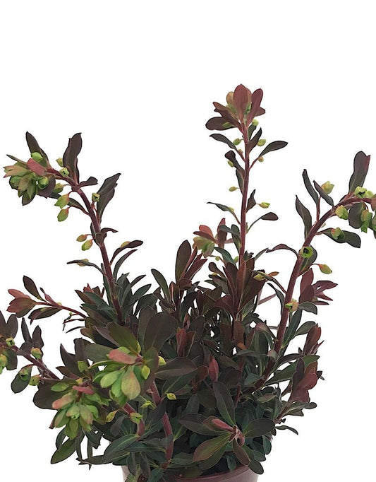 Euphorbia x martinii 'Red Martin' - The Garden Corner