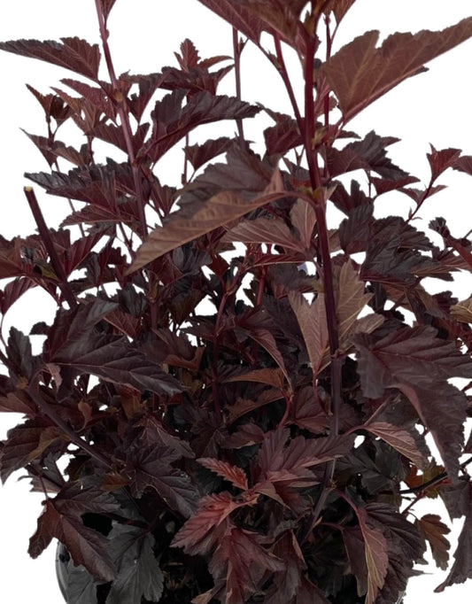 Physocarpus opulifolius 'Darkstar' - The Garden Corner