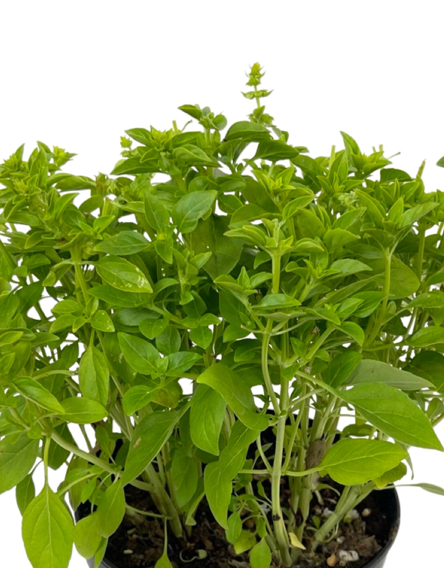 Basil 'Spicy Globe' 6 Inch - The Garden Corner