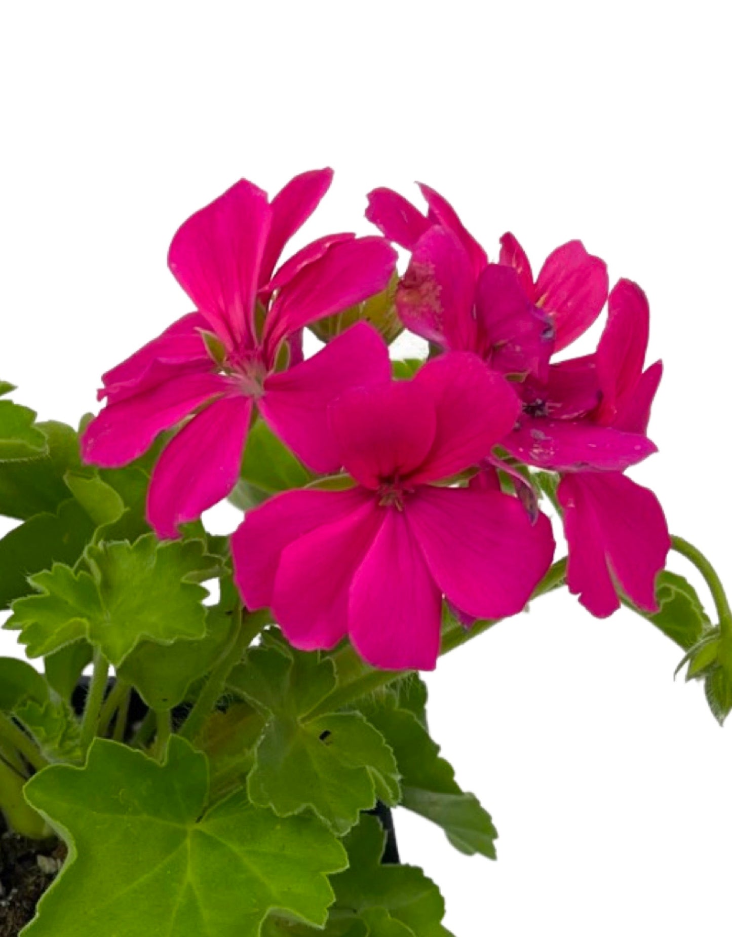 Geranium Zonal 'Caliente Rose' - The Garden Corner