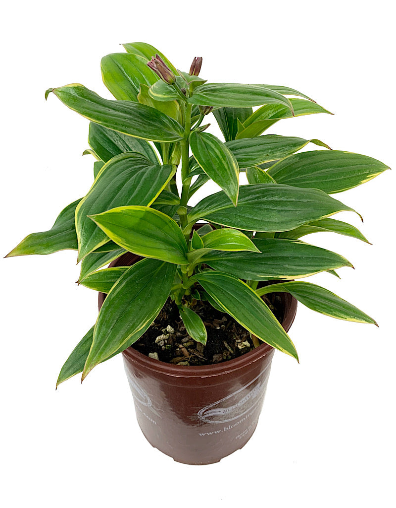 Tricyrtis f. 'Samurai' 1 Gal