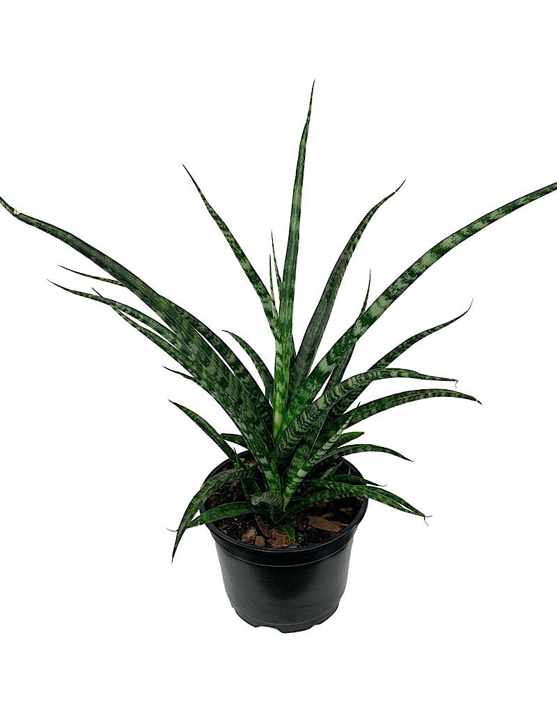 sansevieria bacularis Sansevieria bacularis 'Fernwood' – The Garden Corner