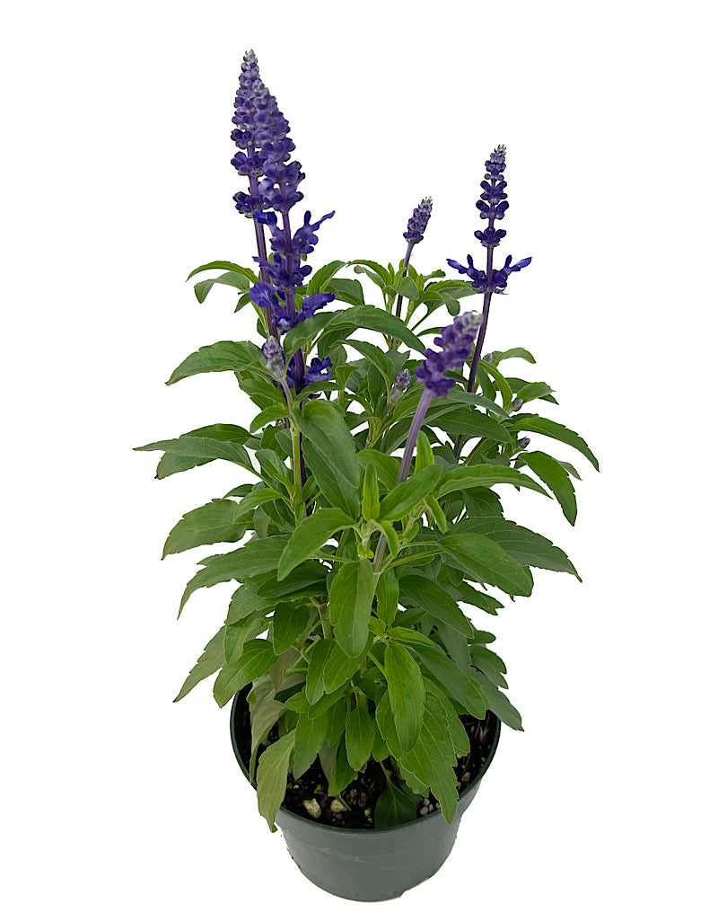 Salvia 'Icon Dark Blue' 6 Inch