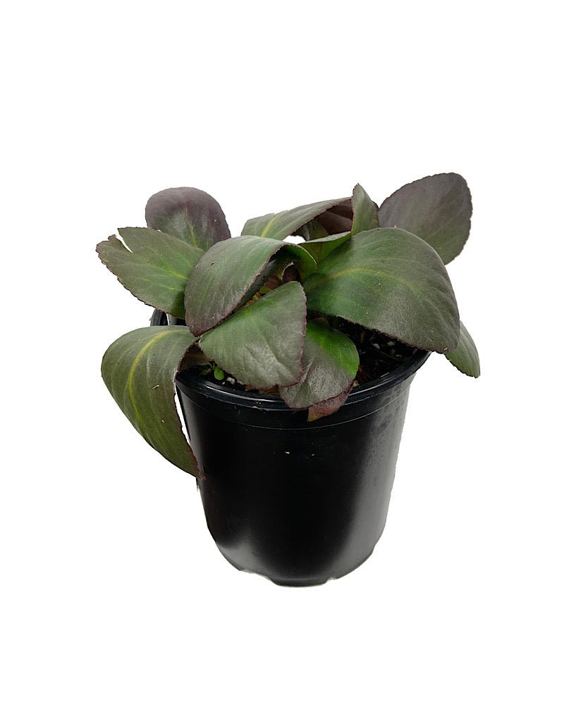 Bergenia 'Pink Dragonfly' - Perennials