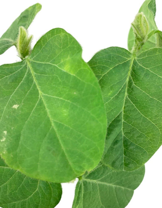 Bean 'Soybean - Edamame' - The Garden Corner