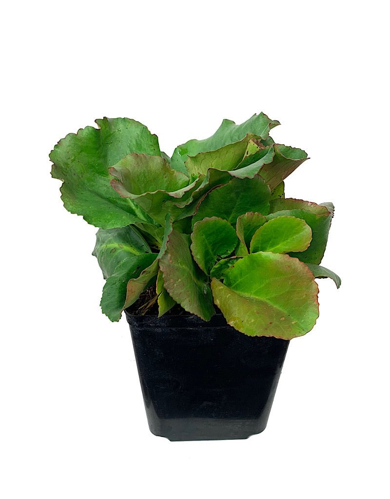 Bergenia 'Winter Glow' - Perennials