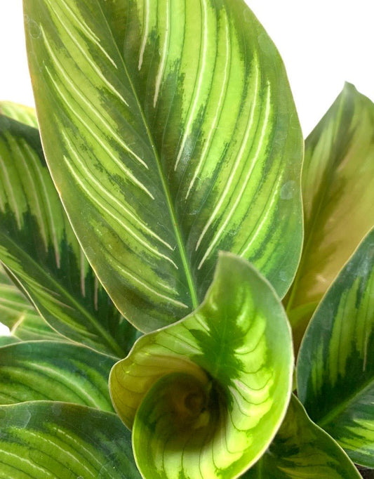 Calathea ornata 'Beauty Star' - The Garden Corner