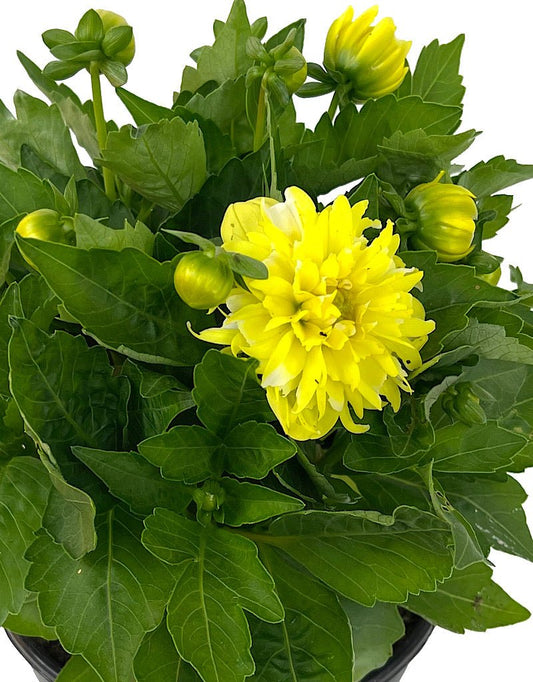 Dahlia 'Hypnotica Yellow' 1 Gallon - The Garden Corner